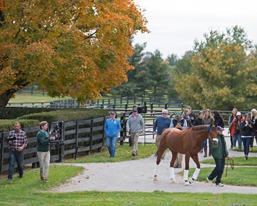 Accelerate - Horse Profile - BloodHorse