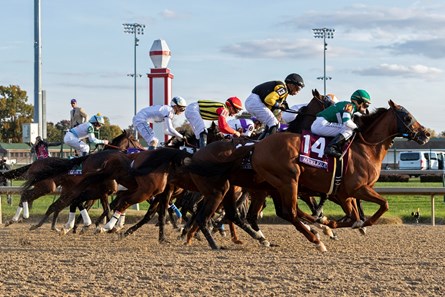 Accelerate - Horse Profile - BloodHorse