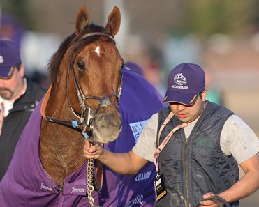 Accelerate - Horse Profile - BloodHorse