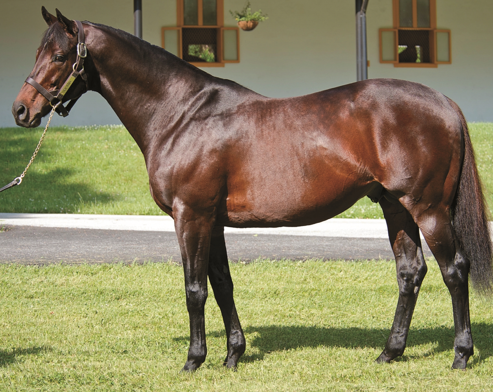 KY Derby Contenders by Sire's Average Winning Distance - BloodHorse