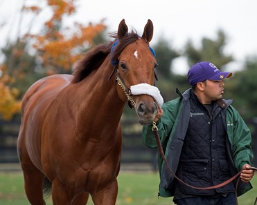 Accelerate - Horse Profile - BloodHorse