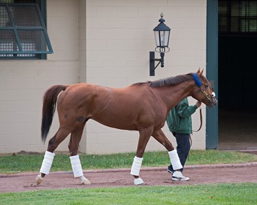 Accelerate - Horse Profile - BloodHorse