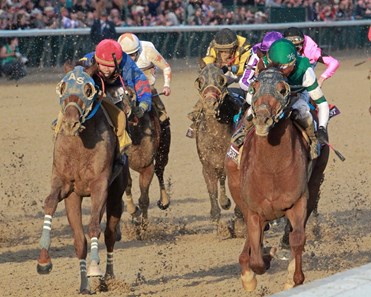 Accelerate - Horse Profile - BloodHorse