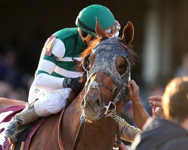 Accelerate - Horse Profile - BloodHorse