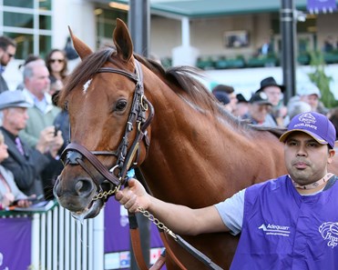 Accelerate - Horse Profile - BloodHorse