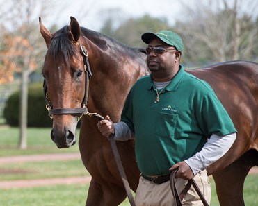 Serena's Cat - Horse Profile - BloodHorse