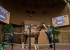 Serena's Cat - Horse Profile - BloodHorse