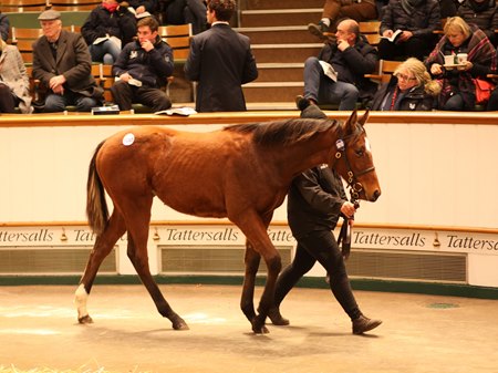 daughter of galileo highest