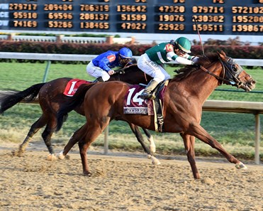 Accelerate - Horse Profile - BloodHorse