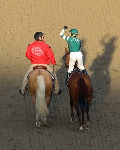 Accelerate - Horse Profile - BloodHorse