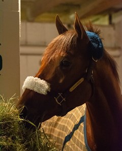 Accelerate - Horse Profile - BloodHorse