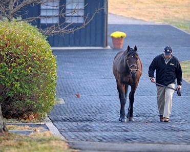 Blame - Horse Profile - BloodHorse