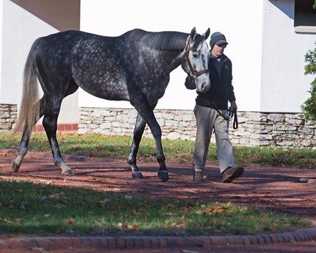 Tapwrit at Gainesway in 2018