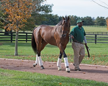 West Coast - Horse Profile - BloodHorse