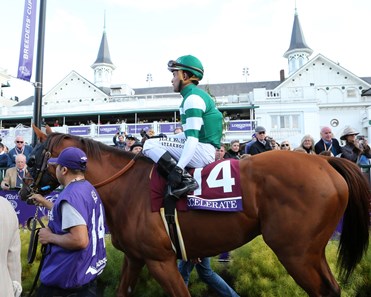 Accelerate - Horse Profile - BloodHorse