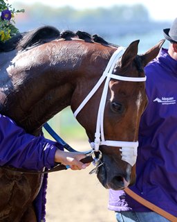 bloodhorse thoroughbred horse racing breeding and sales news