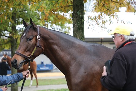 Salty - Horse Profile - BloodHorse