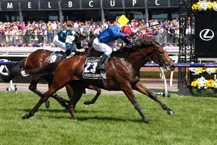 Cross Counter Gb Horse Profile Bloodhorse