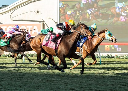 Chicago Style - Horse Profile - BloodHorse