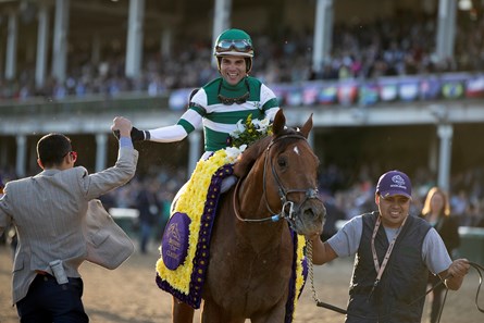 Accelerate - Horse Profile - BloodHorse