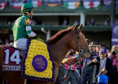 Accelerate - Horse Profile - BloodHorse