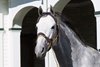 Cross Traffic at Spendthrift