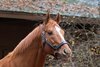Curlin at Hill ’n’ Dale. Stallion open houses in Central Kentucky.