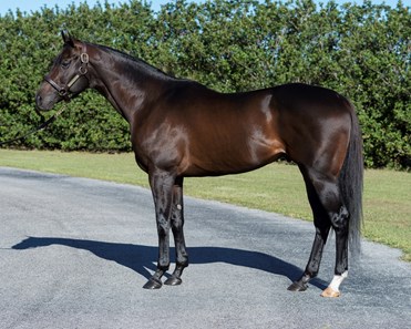 gentlemen s bet horse to place