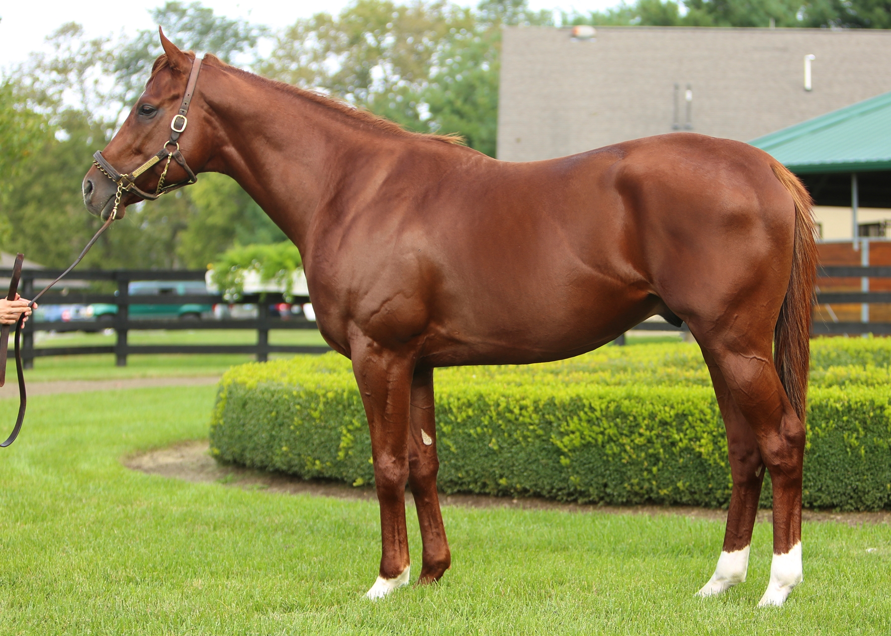 まるポン 様 ＊thoroughbred、rosy、followingday WinStar to Stand National Flag in Ohio - BloodHorse
