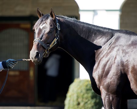 Mor Spirit at Spendthrift Farm in 2018
