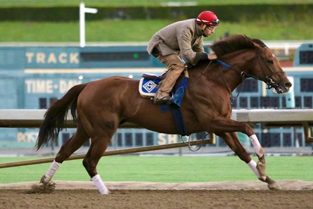 Accelerate - Horse Profile - BloodHorse