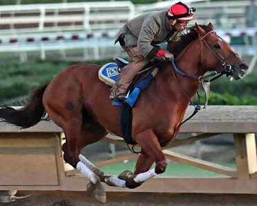 Accelerate - Horse Profile - BloodHorse