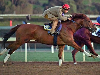 Accelerate - Horse Profile - BloodHorse