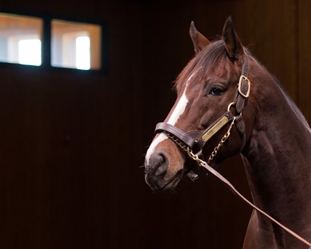 Constitution at WinStar Farm 