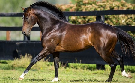Dundeel at Arrowfield Stud
