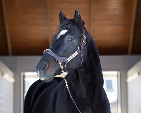 Medaglia d'Oro