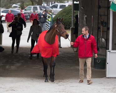 Abel Tasman - Horse Profile - BloodHorse