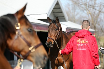 Abel Tasman - Horse Profile - BloodHorse