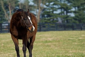 A.P. Indy at Lane's End Farm near Versailles, Ky., on Dec. 18, 2018. in his paddock