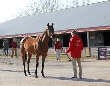 Abel Tasman - Horse Profile - BloodHorse