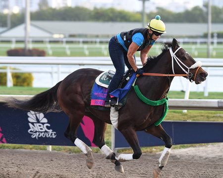 Bravazo trains ahead of the 2019 Pegasus World Cup at Gulfstream Park