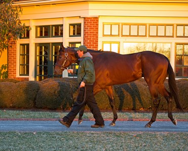 City of Light - Horse Profile - BloodHorse