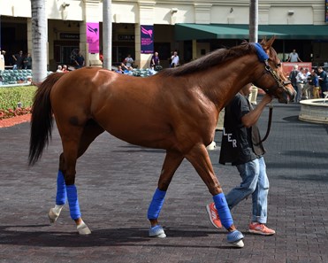 Accelerate - Horse Profile - BloodHorse