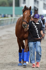 Accelerate - Horse Profile - BloodHorse