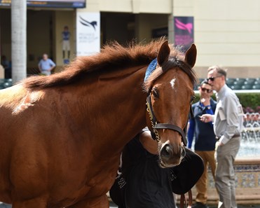 Accelerate - Horse Profile - BloodHorse