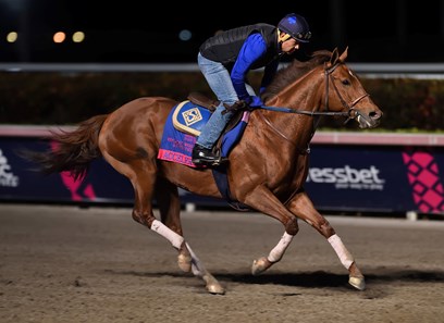 Accelerate - Horse Profile - BloodHorse
