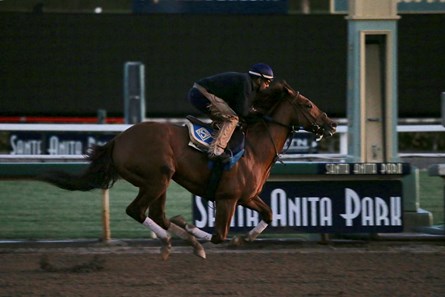 Accelerate - Horse Profile - BloodHorse