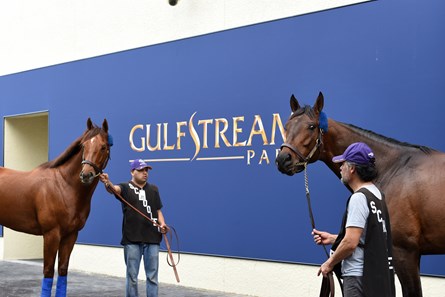 Accelerate - Horse Profile - BloodHorse