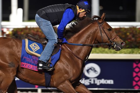 Accelerate - Horse Profile - BloodHorse