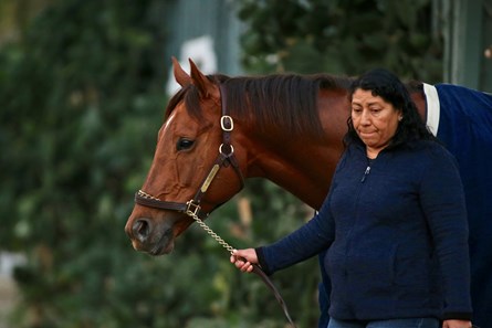 Accelerate - Horse Profile - BloodHorse